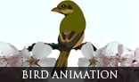 Bird Animation