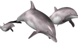 Dolphin Swimming Animation