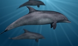 Realistic swimming dolphins