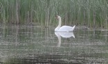 Swan on a pond.