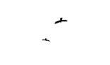 Birds flying