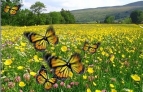 Flower with Butterfly 