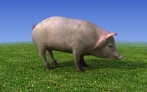 Farm Pig