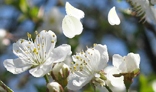 Blossoming tree