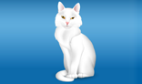 White cat