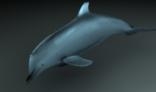 DOLPHIN_MAX