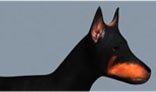 An animated Doberman dog walking FBX format for 3ds Max, Maya, Softimage, etc