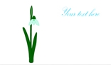 Growing and blossoming snowdrop