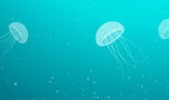 Jelly-fishes animation.