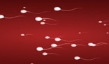 Sperm animation. Only 1.2 Kb.