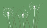 Background with dandelions