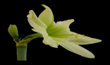 White Amaryllis Flower