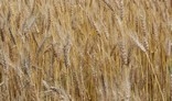 Ripe wheat