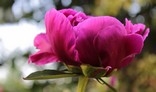 A lone red peony.