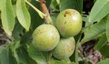 Walnut ripe nuts.