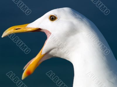 Screaming Seagull
