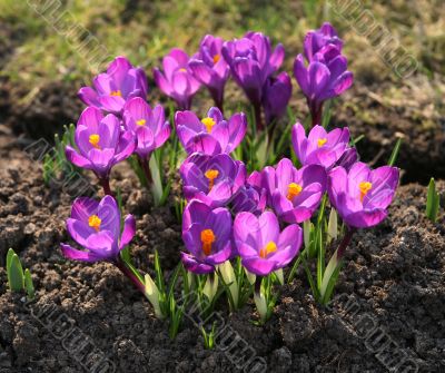 Crocus