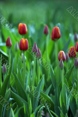 Red tulips