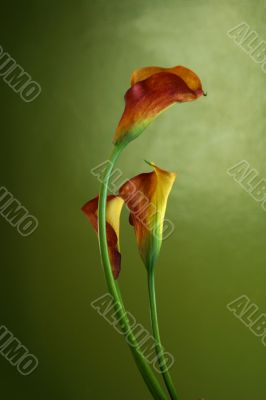 Red callas
