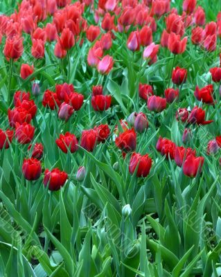 Red tulips