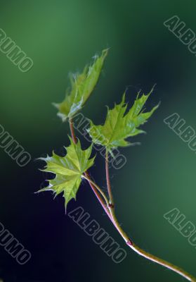 Small leaves of a maple