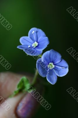 Small leaves of a maple