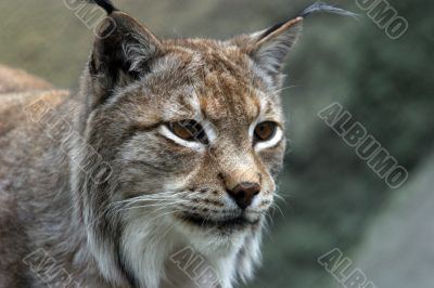 Lynx