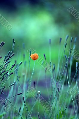 Red poppy