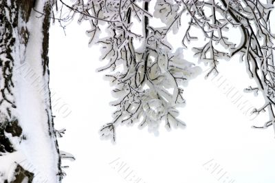 Branches in snow
