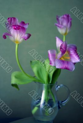 Three Tulips