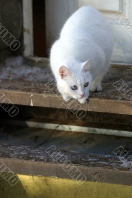 White cat