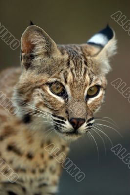 Portrait of a lynx