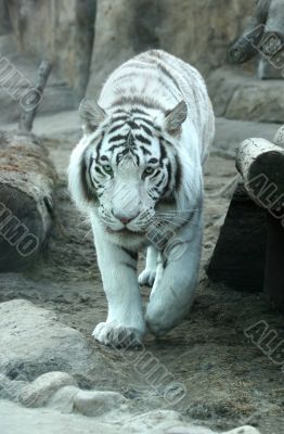 White tiger