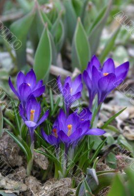 Crocus