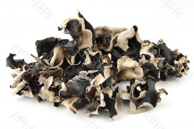 pile of dried mushroom fungus
