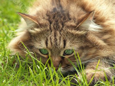 Beautiful cat hunting in the grassland