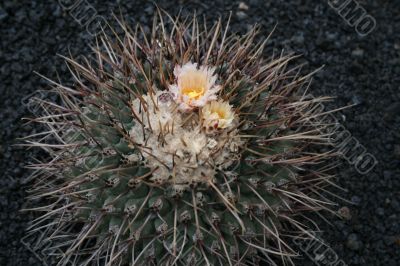 Blossoming cactus