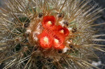 Blossoming cactus