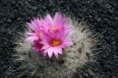 Blossoming cactus,