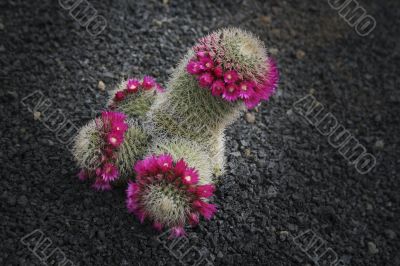 Blossoming cactus,