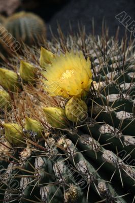 Blossoming cactus,