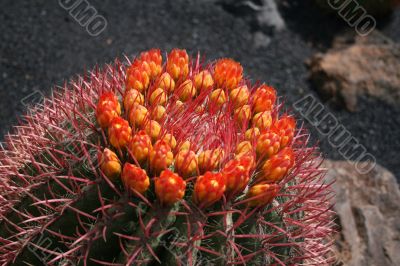 Blossoming cactus,