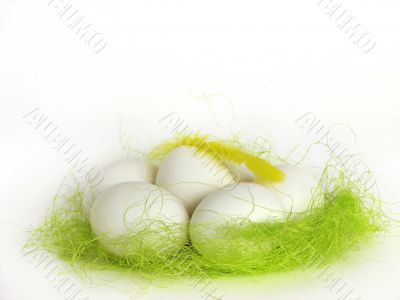 Eggs and yellow plume