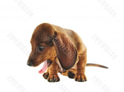 Yawning dachshund Yawning dachshund