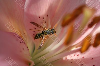 Macro of wasp on lily