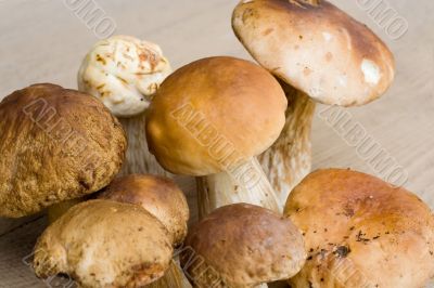 Bunch of edible mushrooms