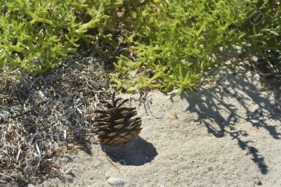 Pine cone lonely on sand