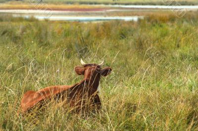 The thoughtful cow in a high grass