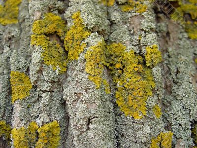 Background. A surface of a tree.