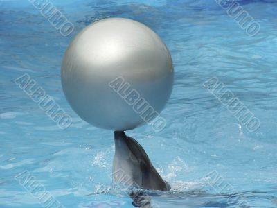 dolphin and ball dolphin and ball